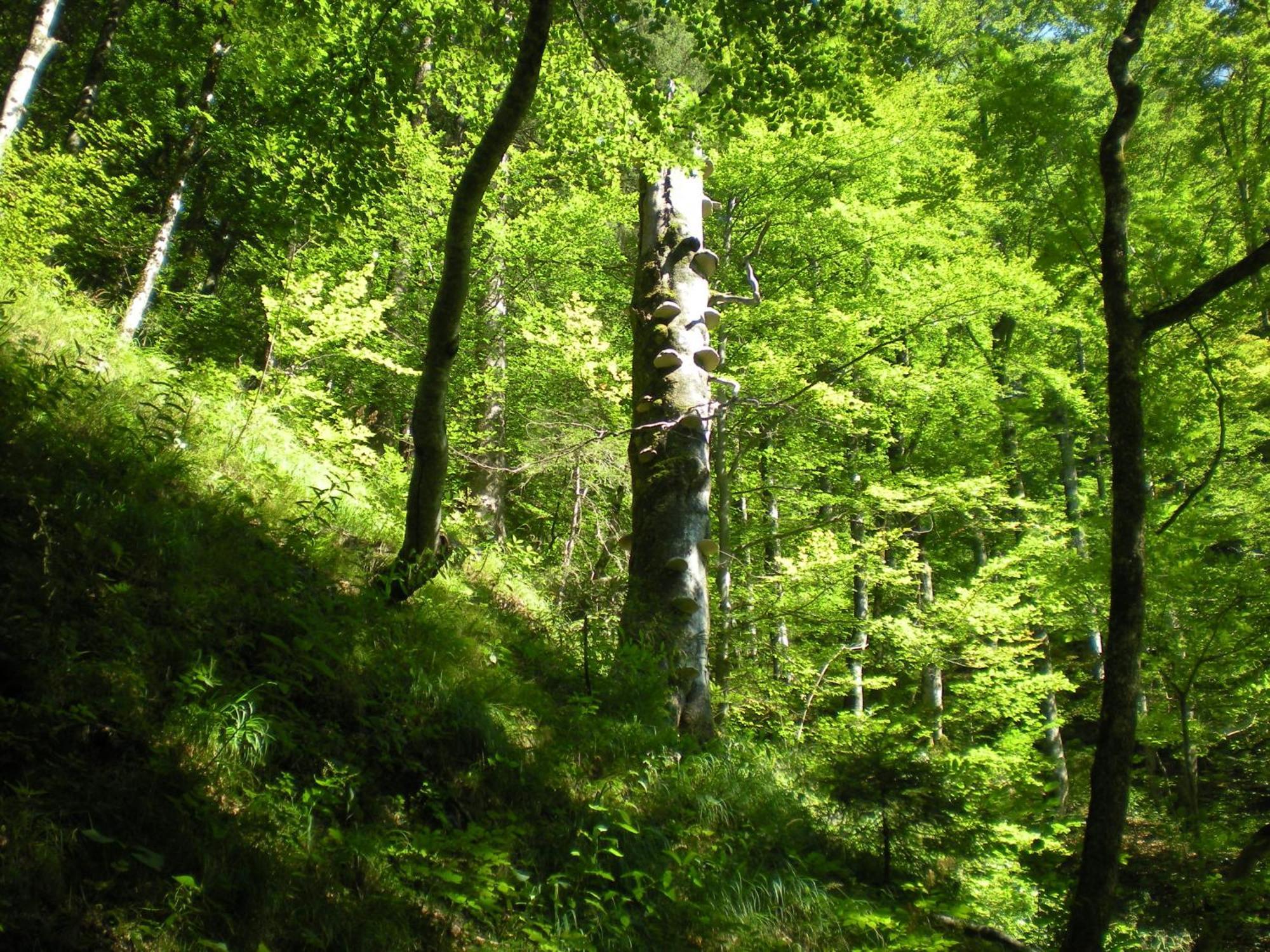 Gaestehaus Schroeder Ruhpolding Zewnętrze zdjęcie